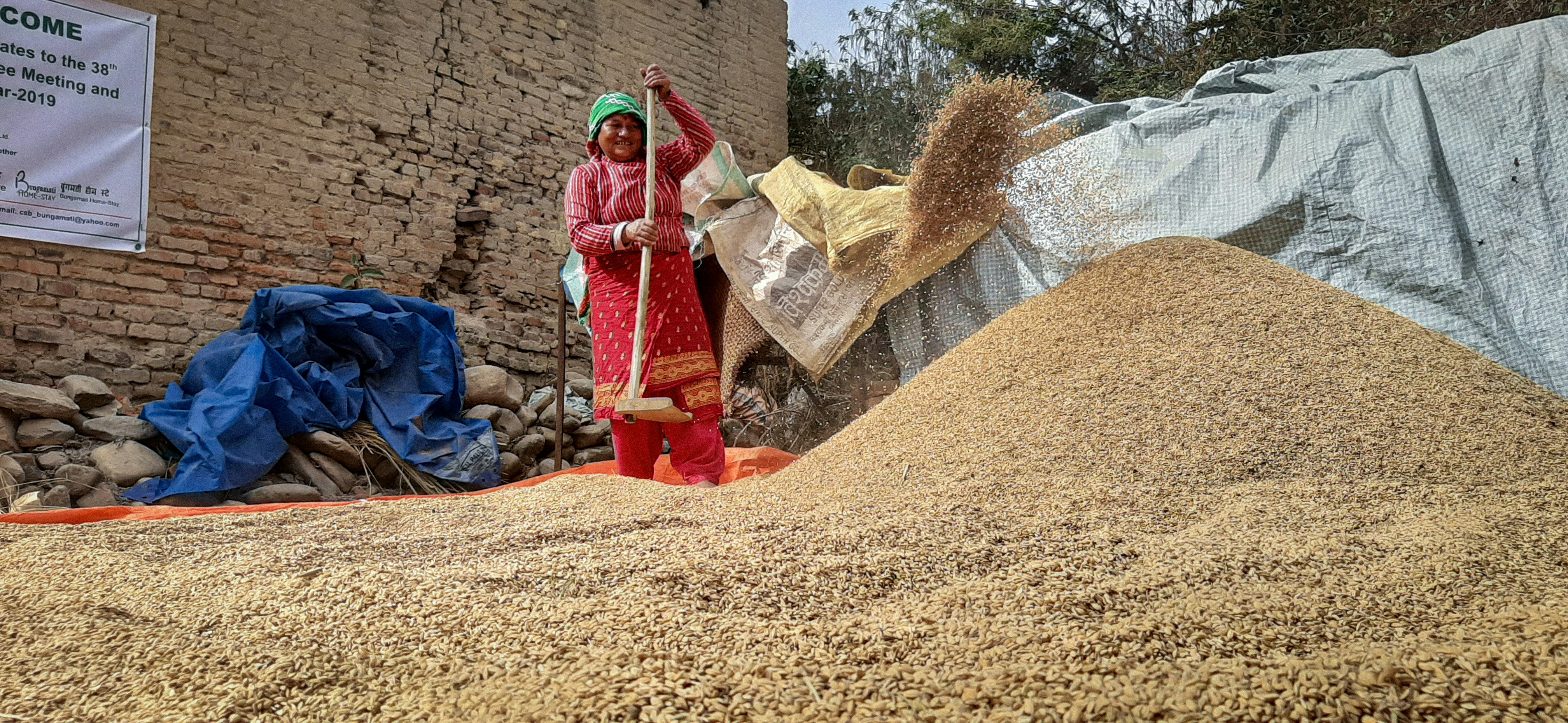 A bustling government wheat procurement center with farmers waiting in long queues with their sacks of wheat, some looking frustrated.