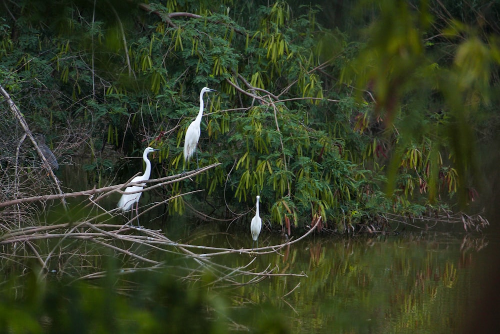 two white birds are standing on a branch in the water