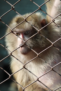 a monkey sitting behind a fence looking at the camera