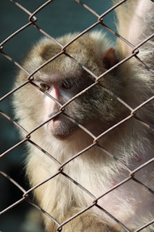 a monkey sitting behind a fence looking at the camera