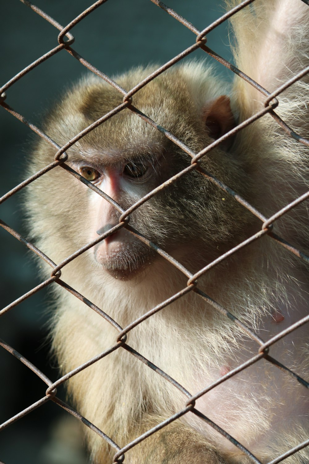a monkey sitting behind a fence looking at the camera