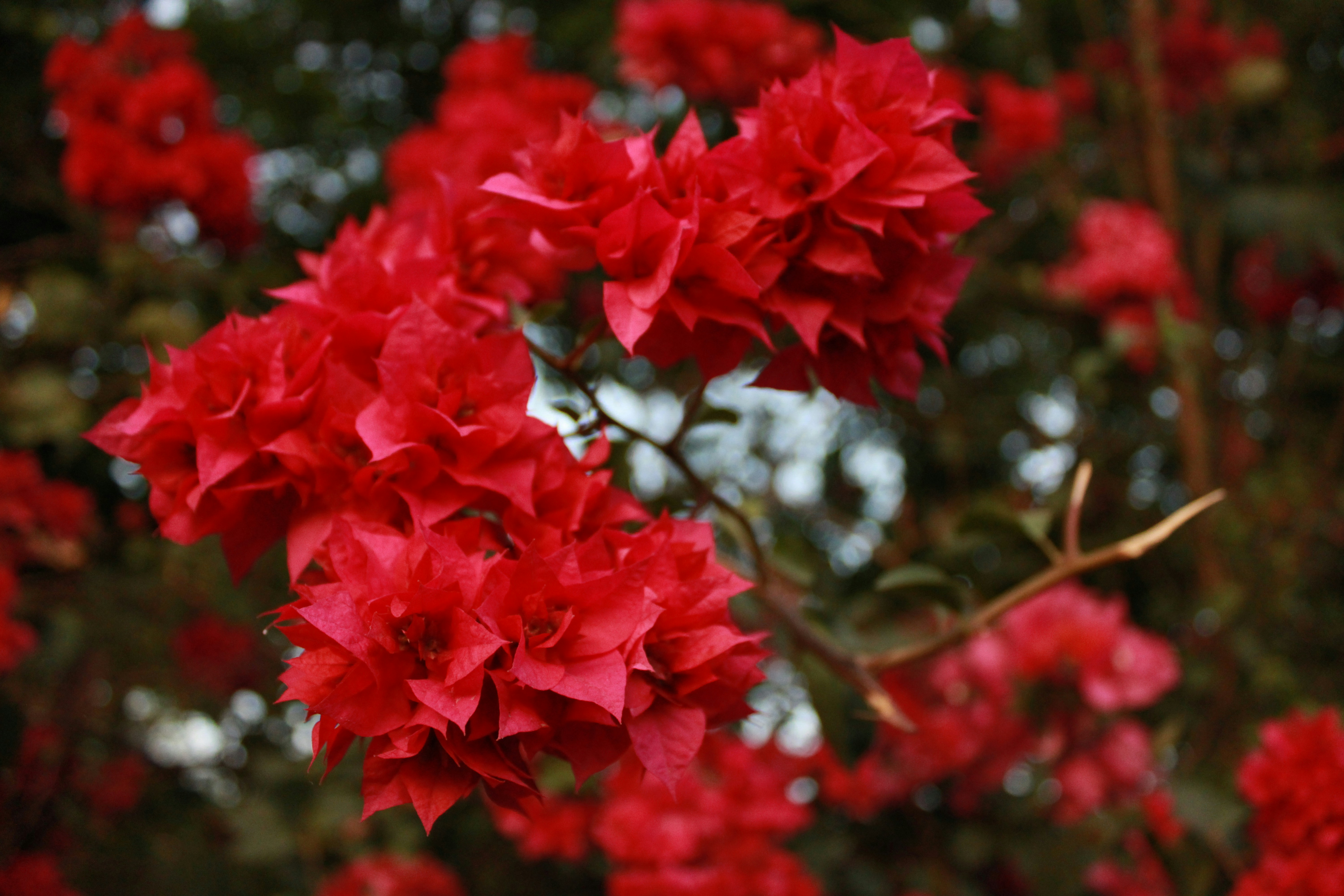 Photo by mukuldhiman