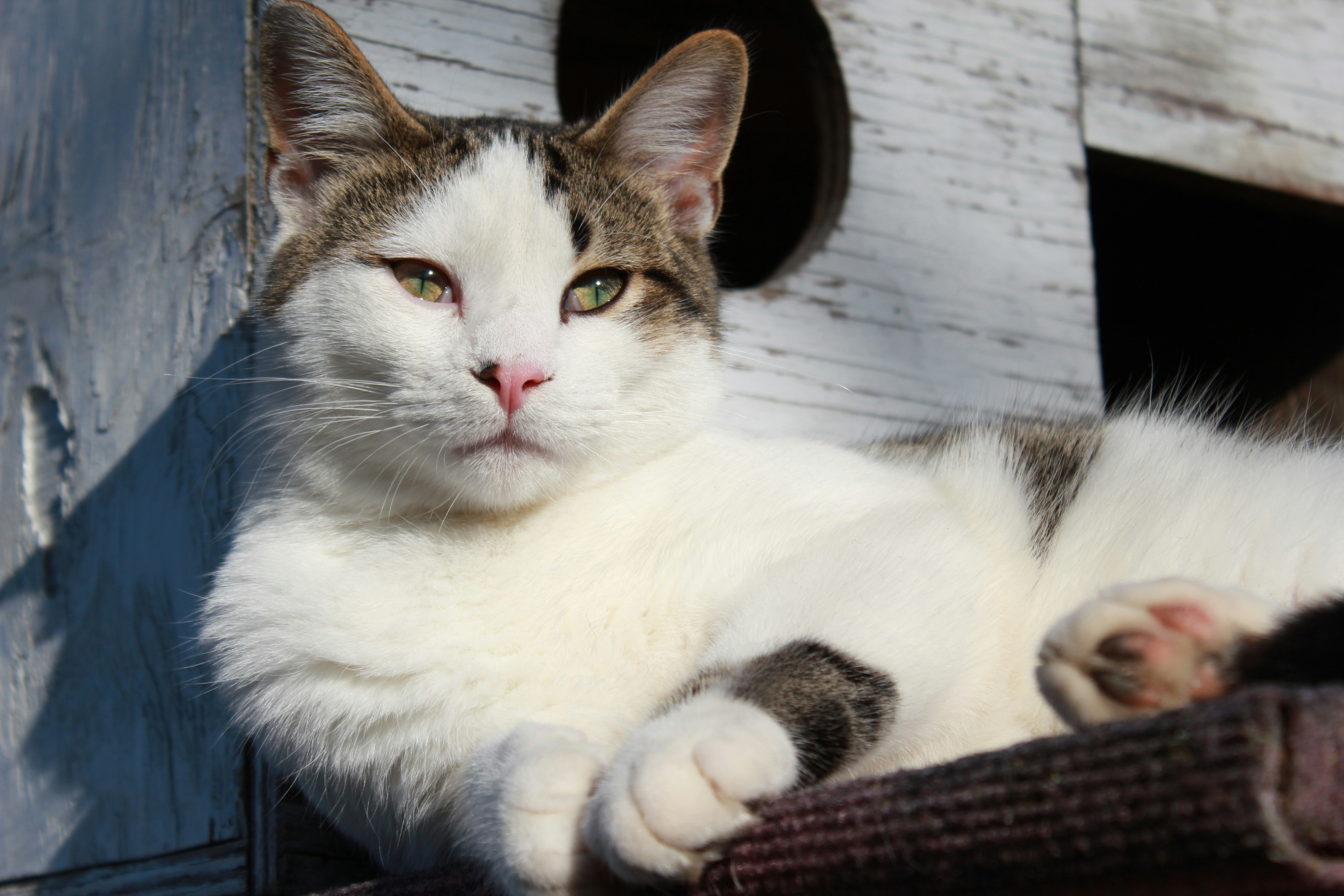 Photo by krazekatlady