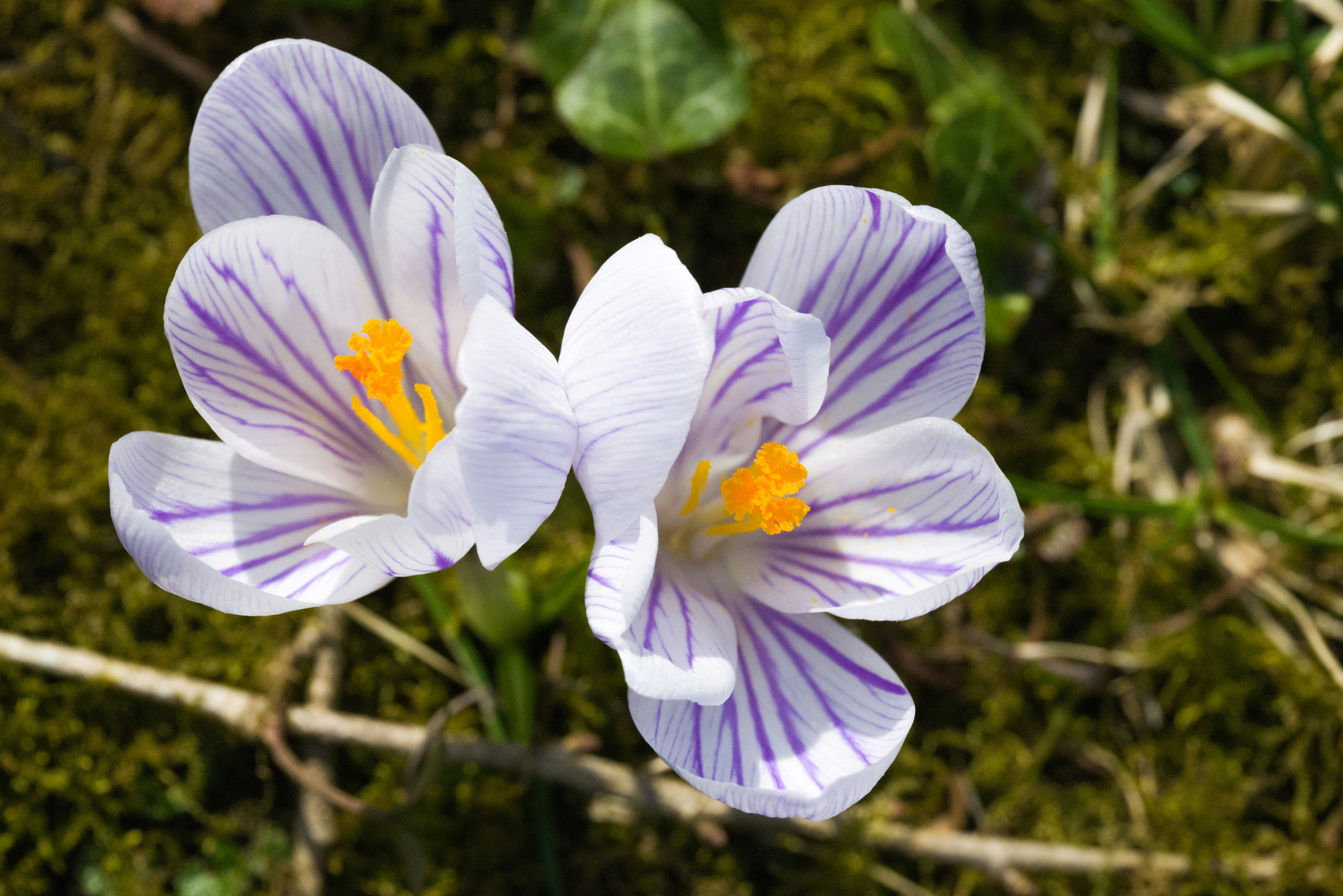 Photo by georgeiermann