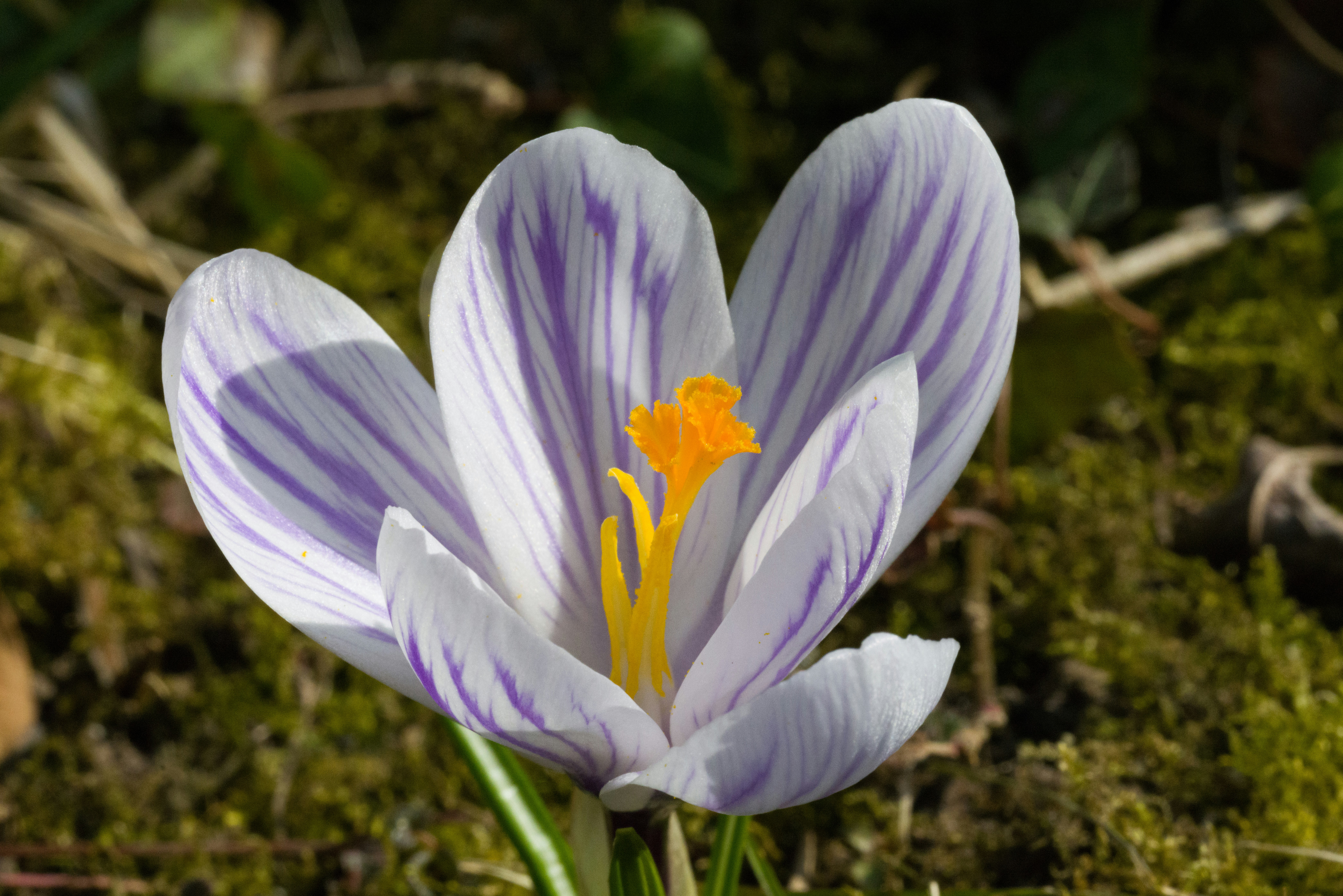 Photo by georgeiermann