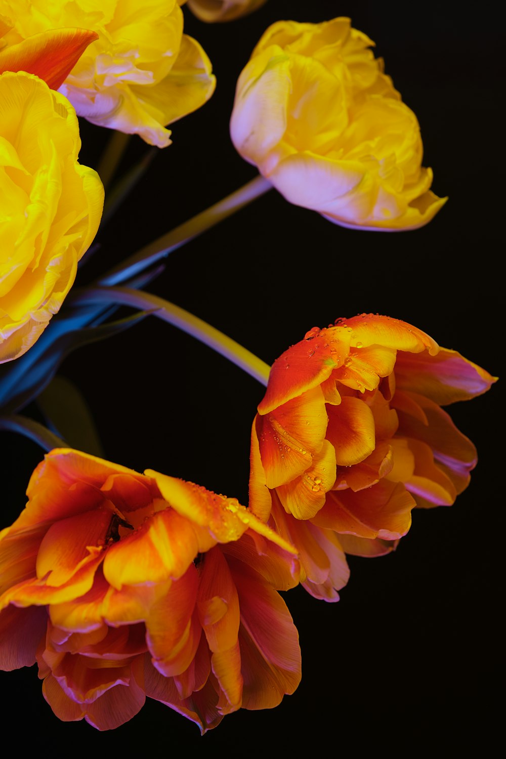 a bunch of yellow and red flowers on a black background