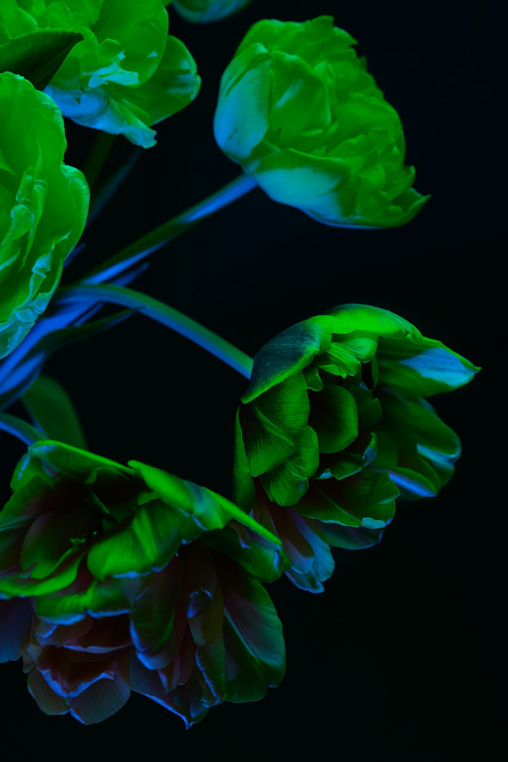 a close up of a bunch of flowers on a black background