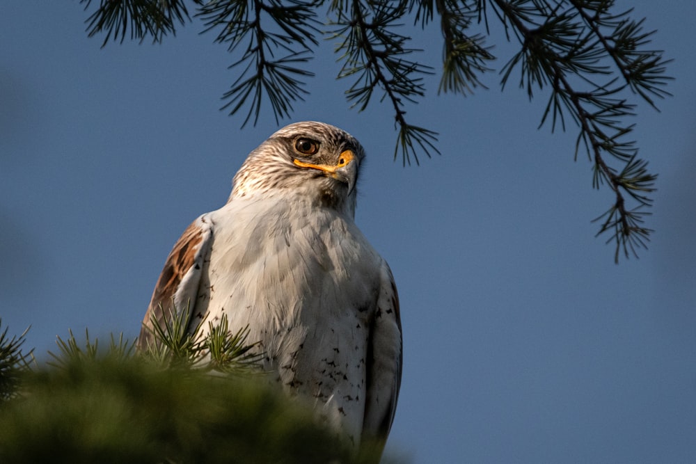 a bird of prey sitting in a pine tree