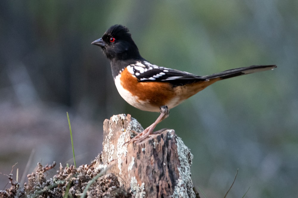 a small bird perched on top of a tree stump