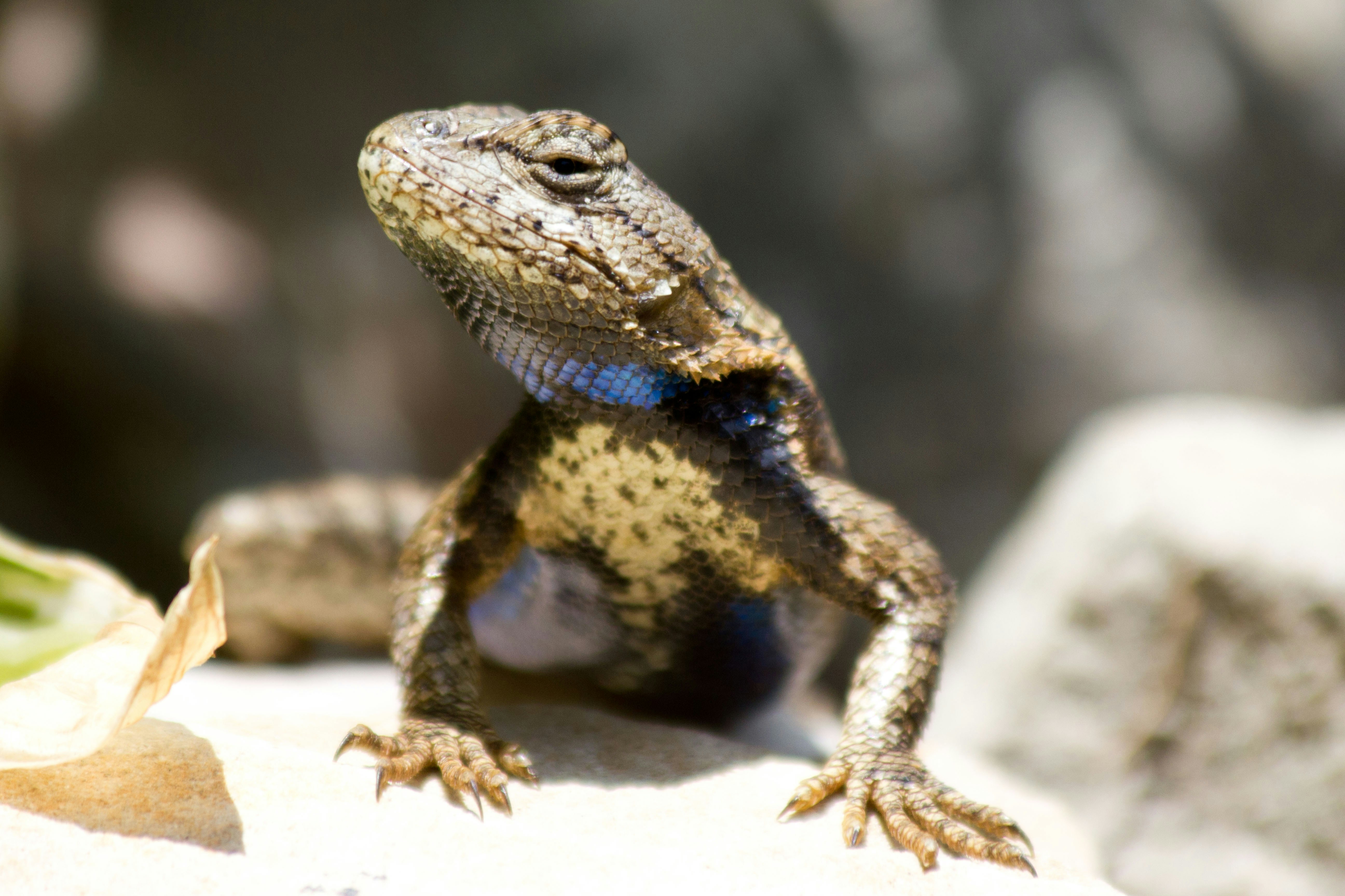 Photo by krazekatlady