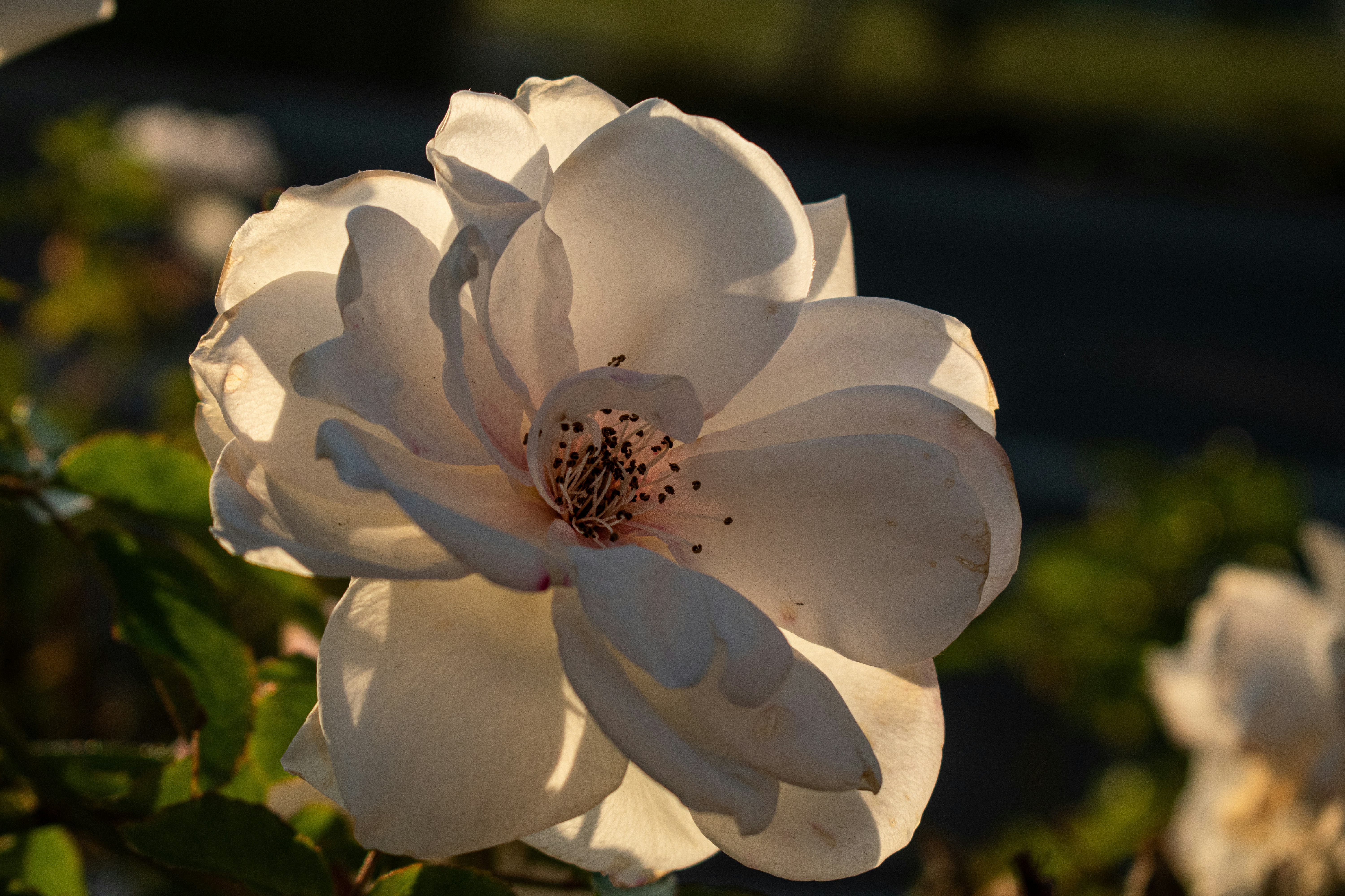 Photo by elisastonephotography