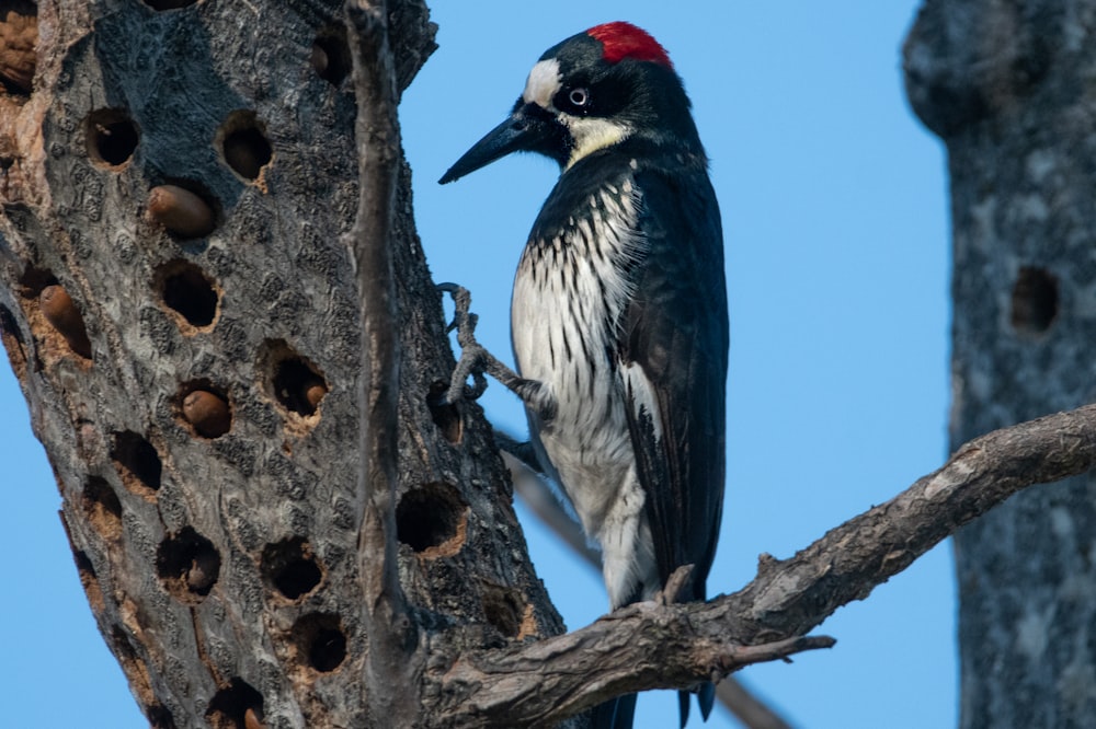 a bird with a red head sitting on a tree branch