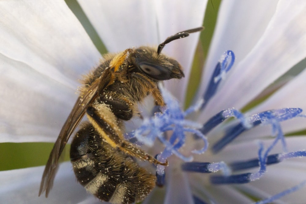 a close up of a bee on a flower