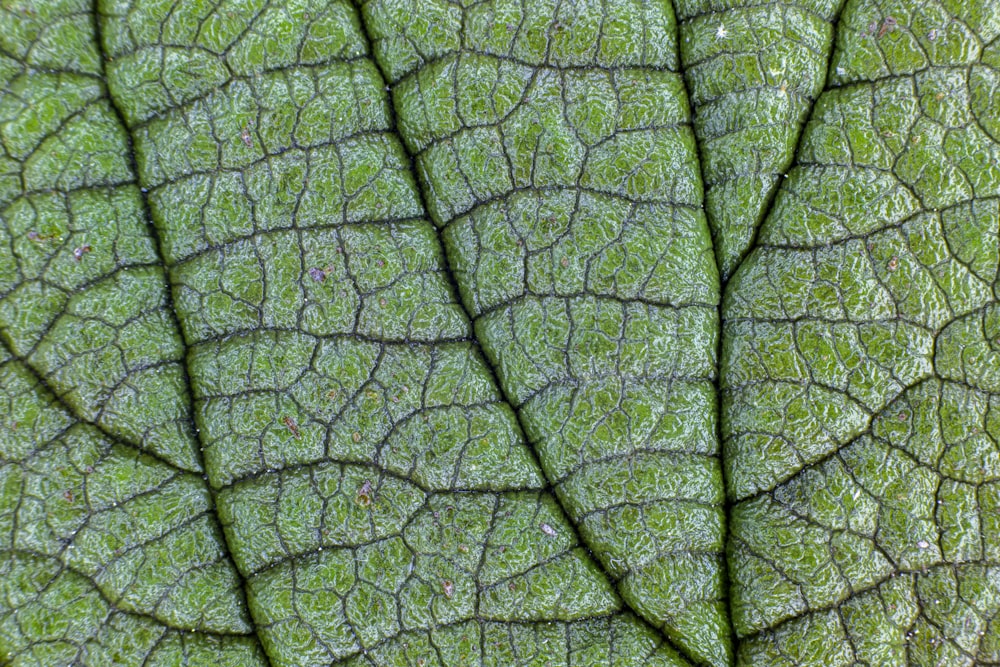 a close up view of a green leaf