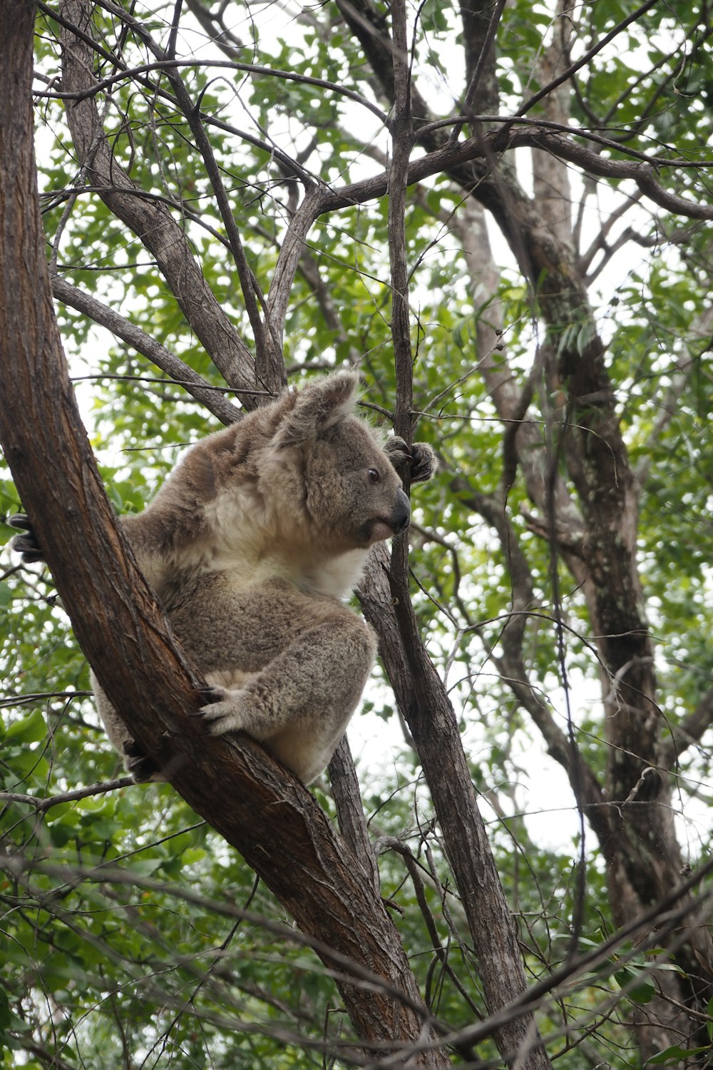 a koala sitting on a tree branch in a forest