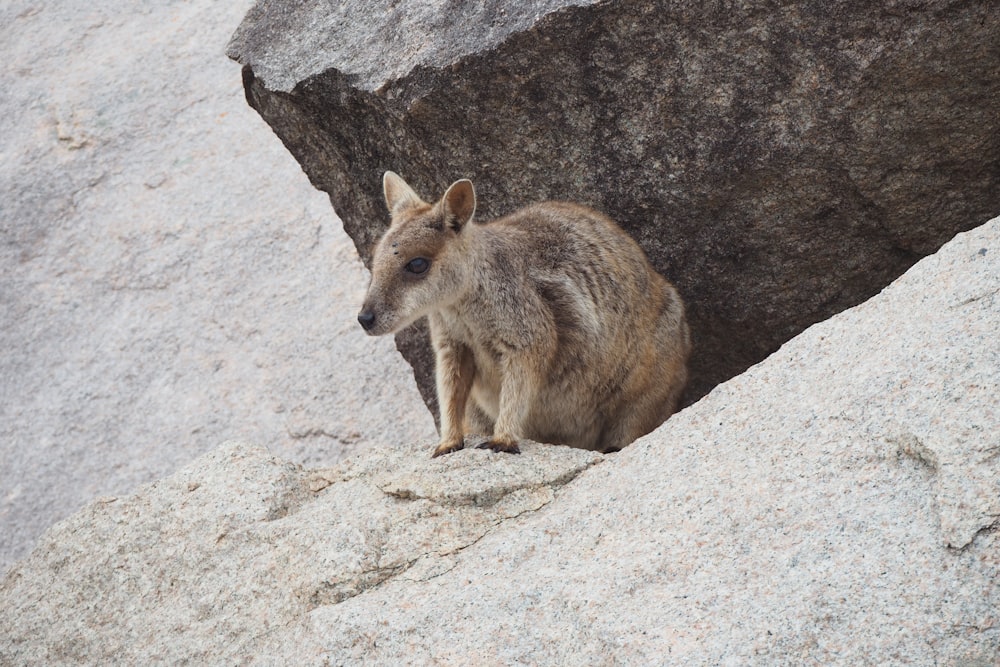 a small kangaroo sitting on top of a large rock
