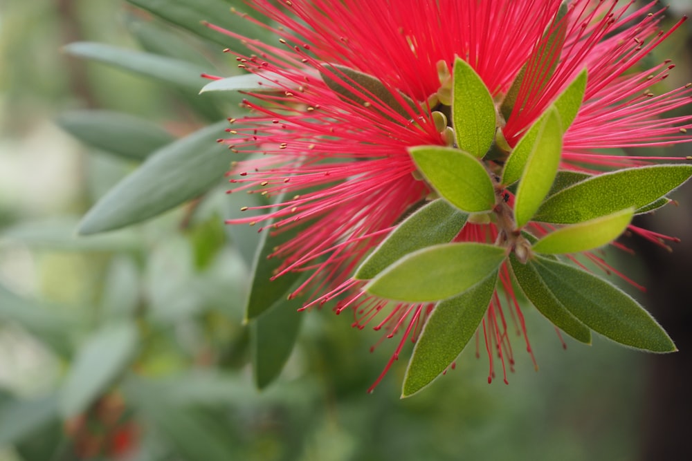 a close up of a red flower with green leaves