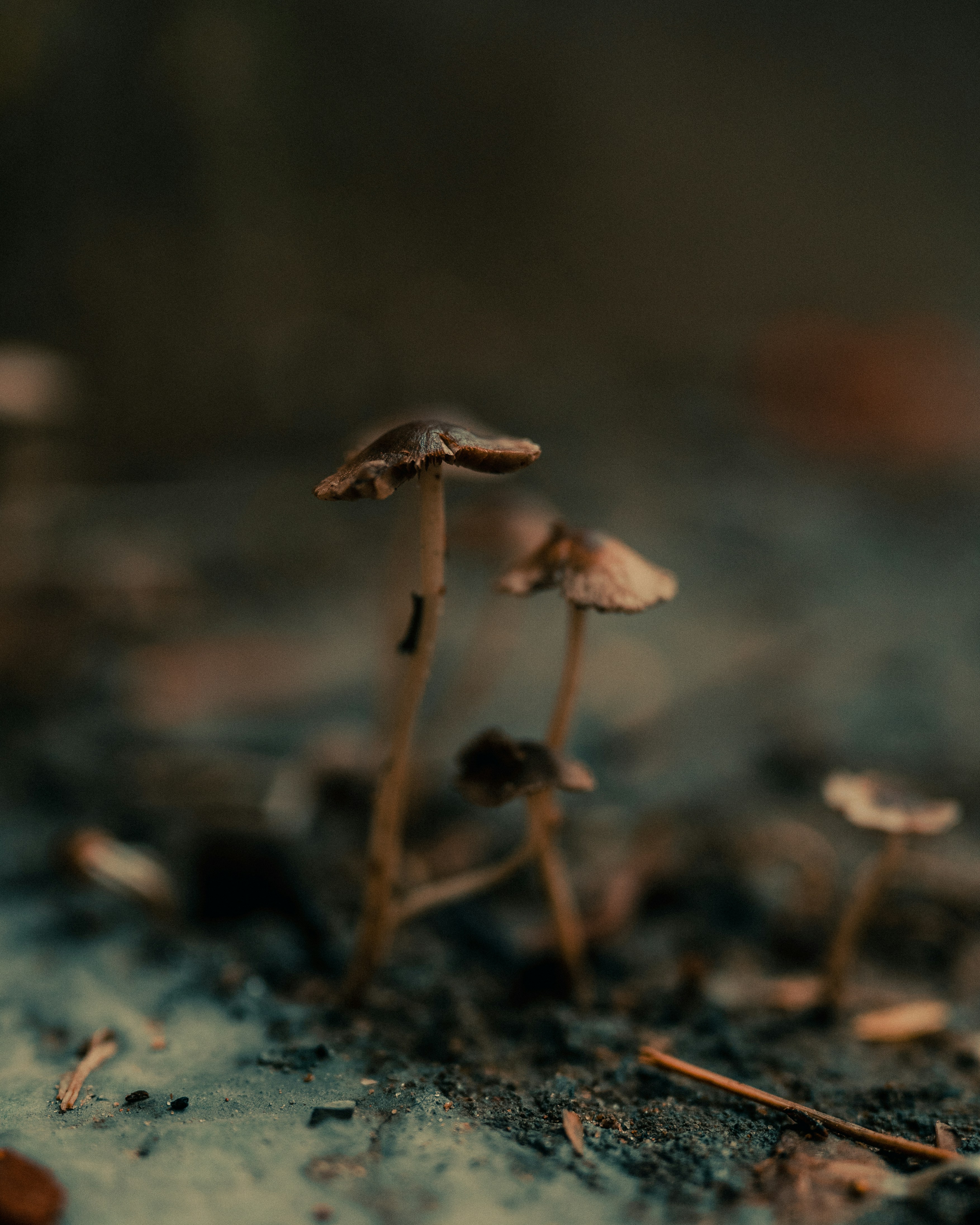 Photo by singhrupinder