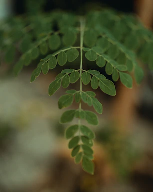 a close up of a green leaf on a plant