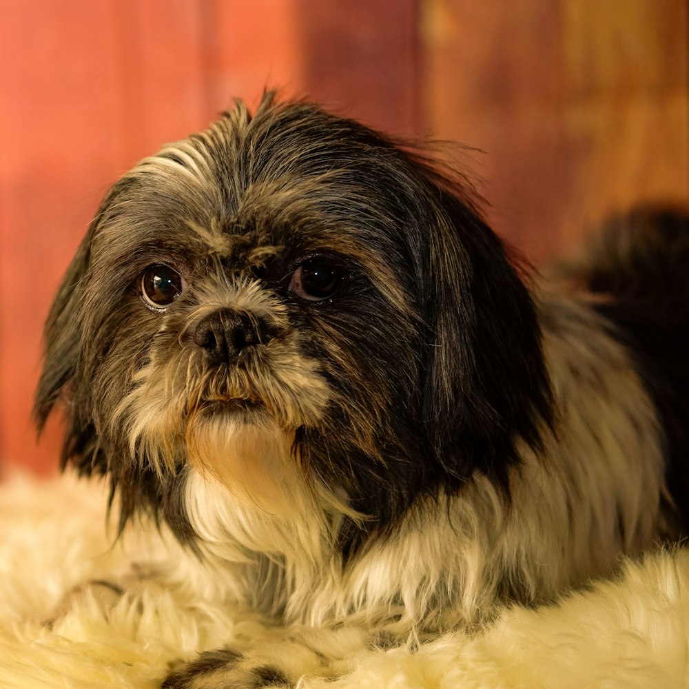 a small black and white dog sitting on a fur covered floor