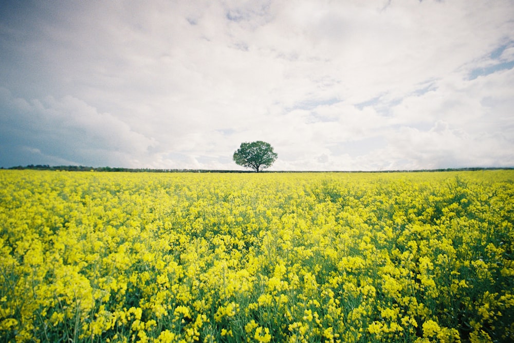 a large field of yellow flowers under a cloudy sky