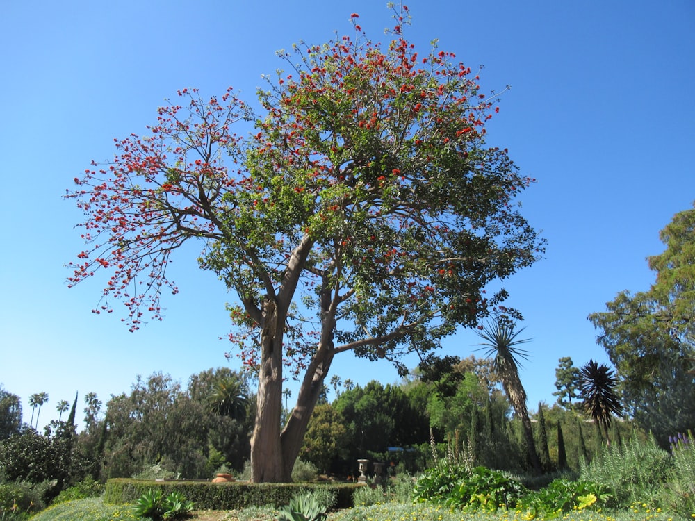 a large tree with red flowers in a park