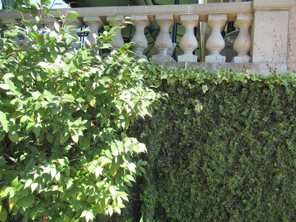 a green hedge next to a white fence