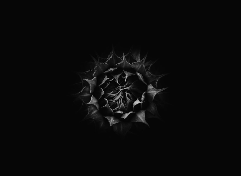 una foto in bianco e nero di un fiore