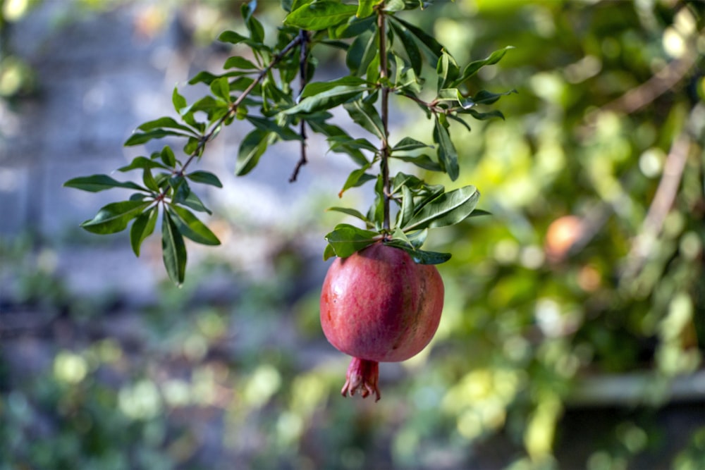 a pomegranate hanging from a tree branch