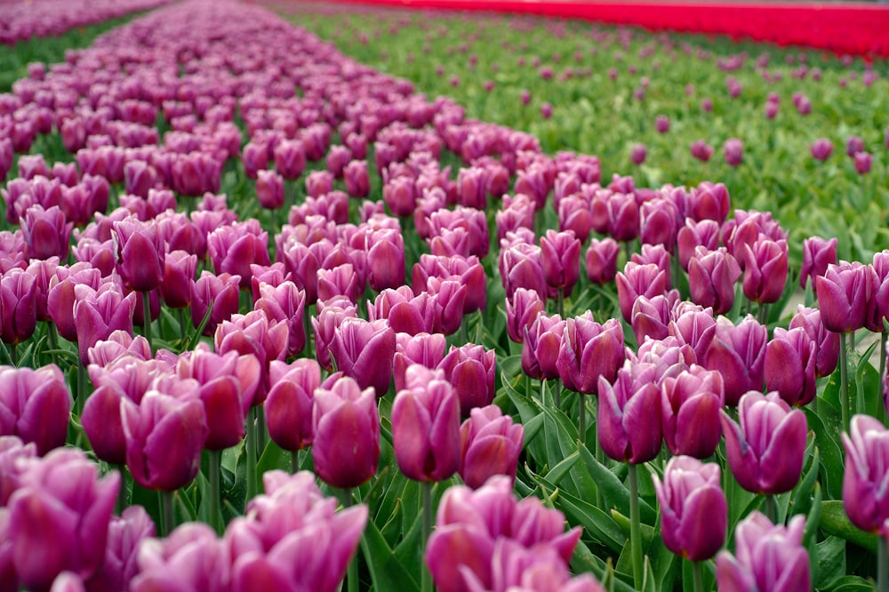 a field full of purple tulips with a red field in the background