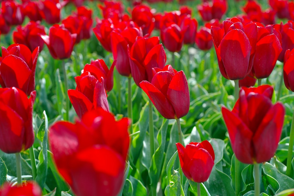 a field of red tulips with green leaves