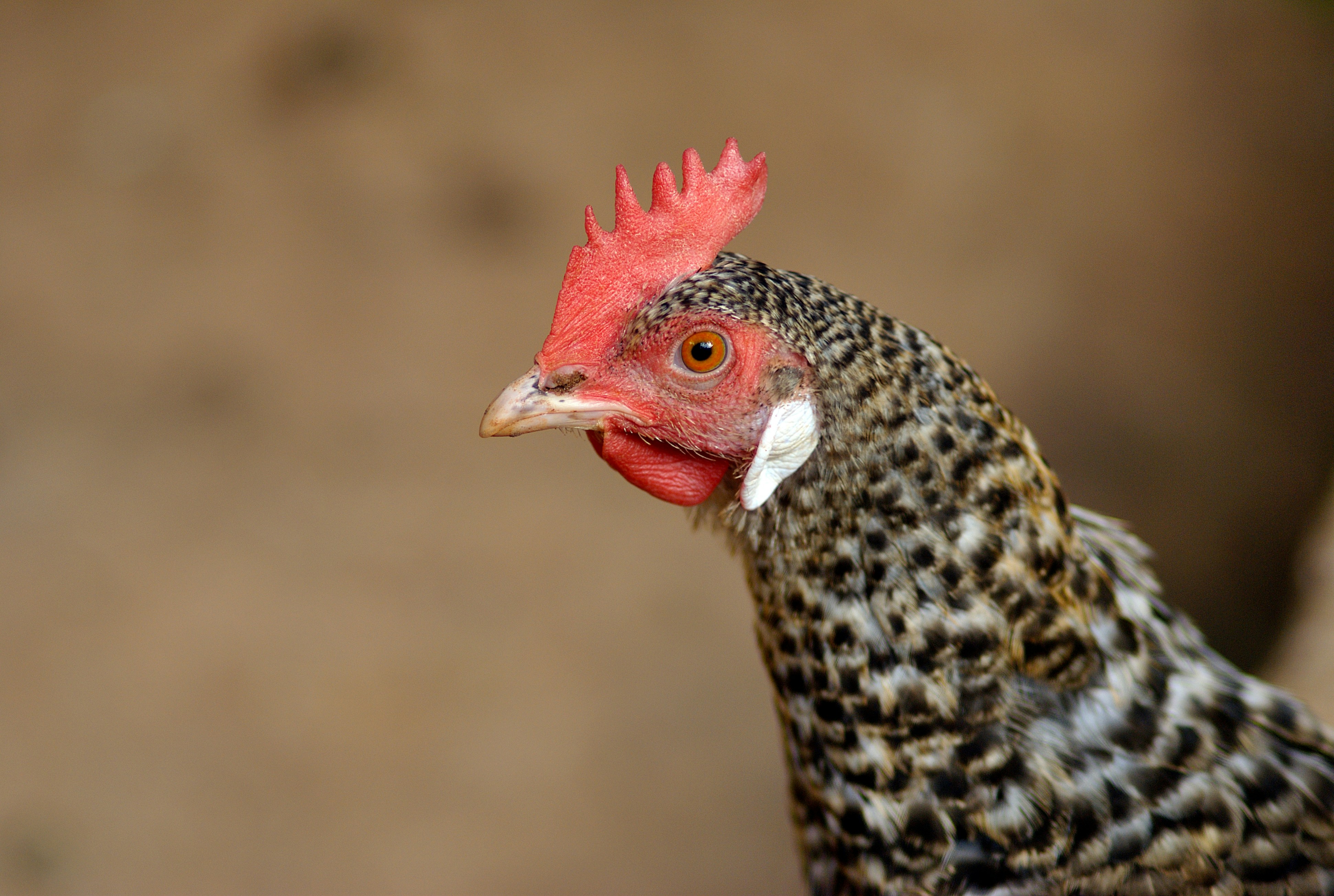 a close up of a chicken with a red comb