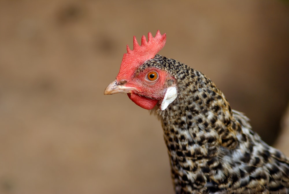 a close up of a chicken with a red comb