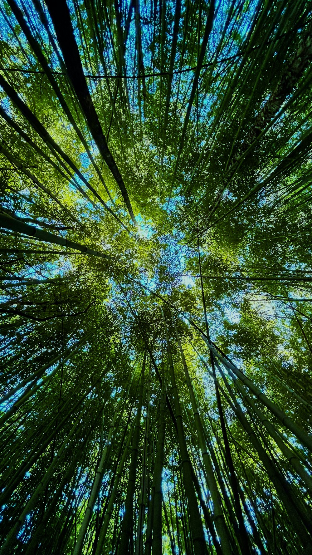 looking up into the canopy of a bamboo tree