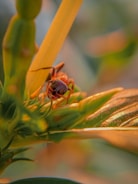 A colorful illustration of a brave ant on an adventure.