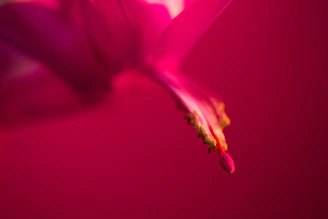 a close up of a pink flower on a red background