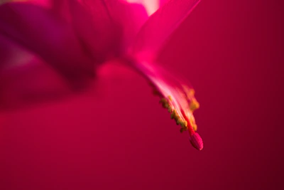 a close up of a pink flower on a red background