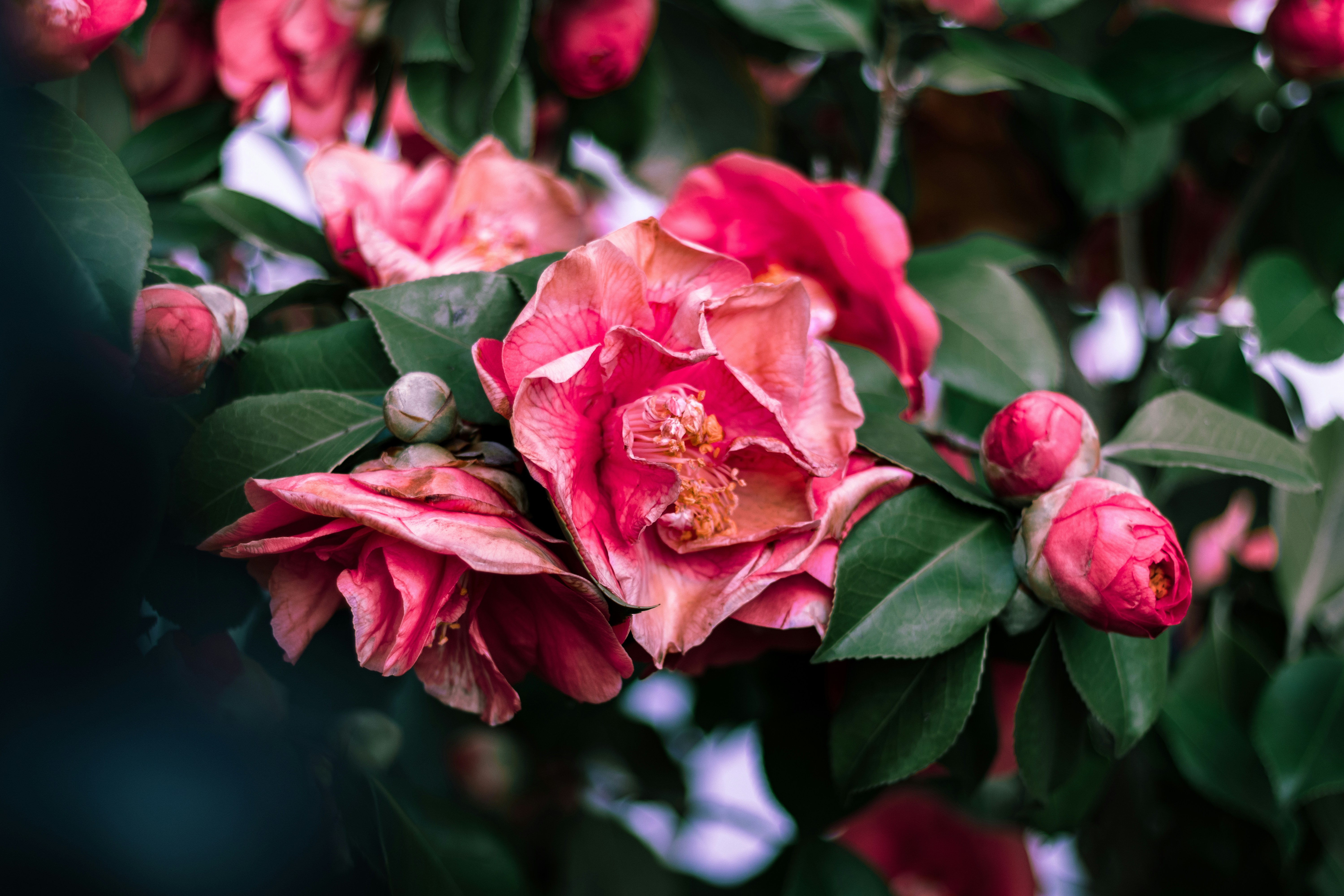 Photo by marwanmuallemi