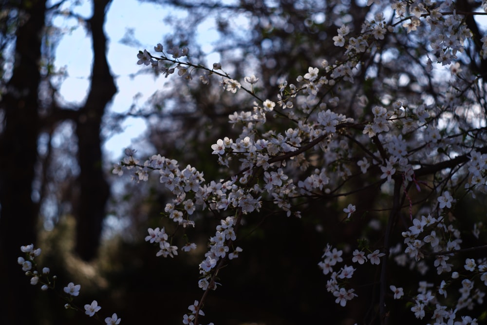 a close up of a tree with white flowers