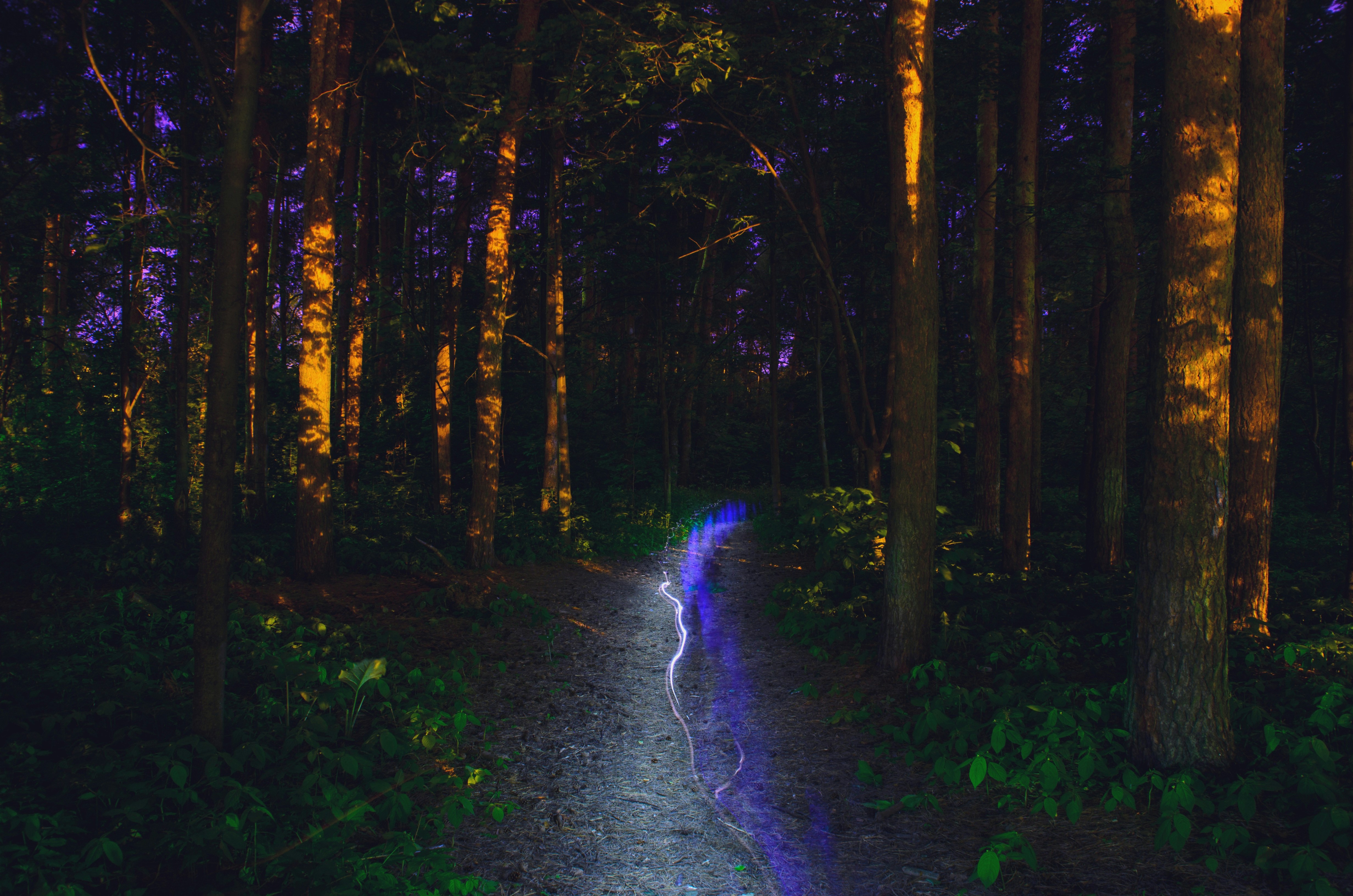 a path in the middle of a forest at night