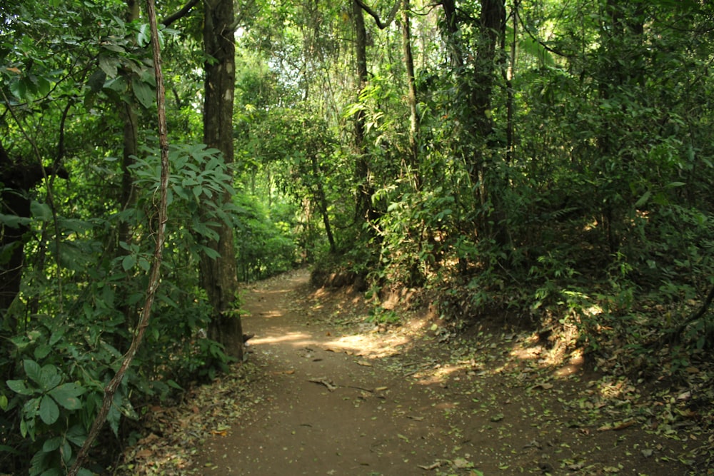 a dirt path in the middle of a forest