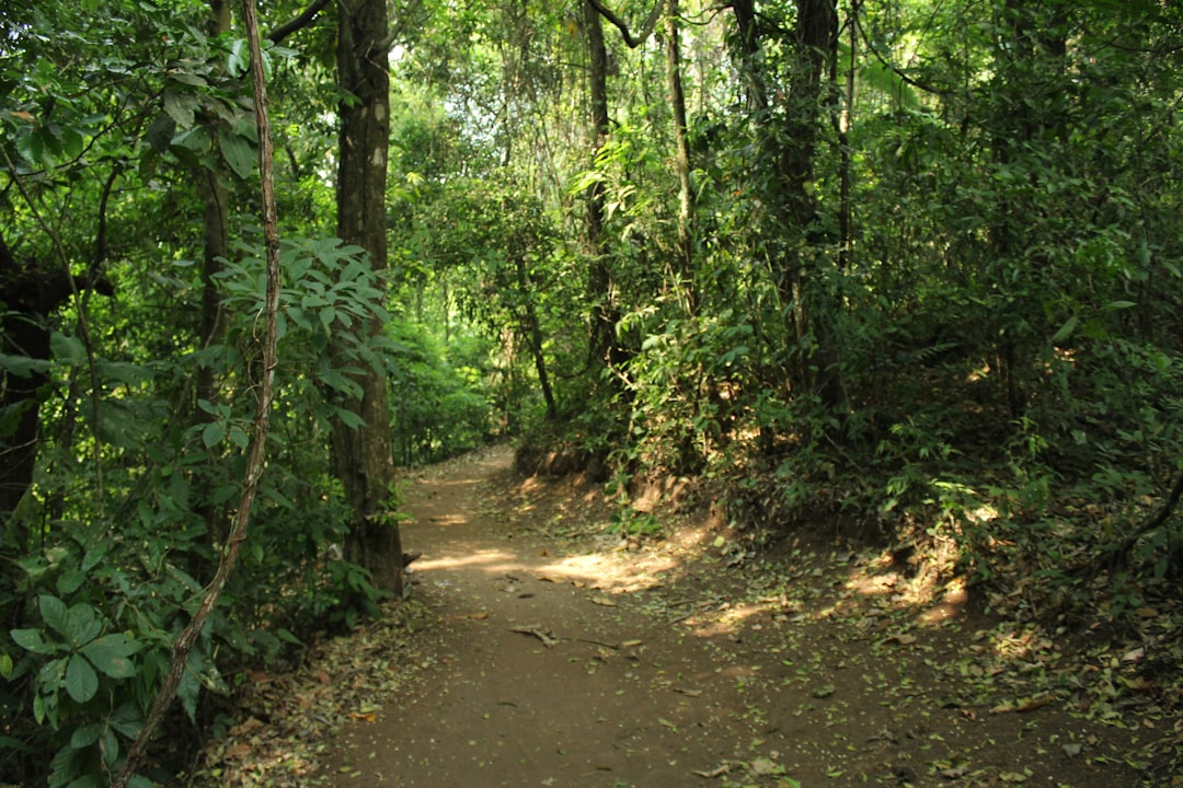 a dirt path in the middle of a forest,
