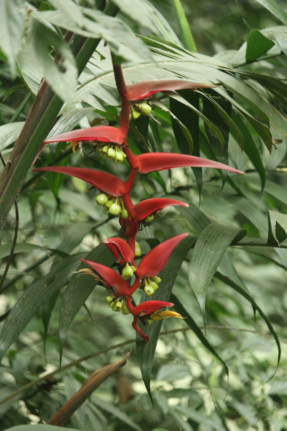 a red flower with green leaves in the background