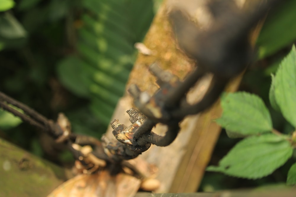 a close up of a chain on a tree branch