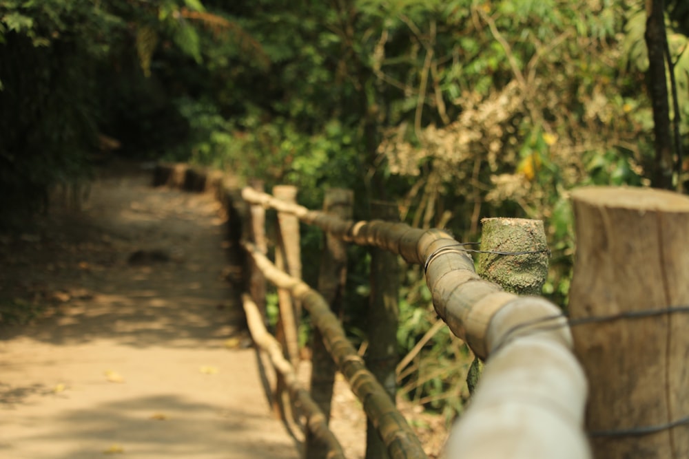 a bird perched on a wooden fence in a forest