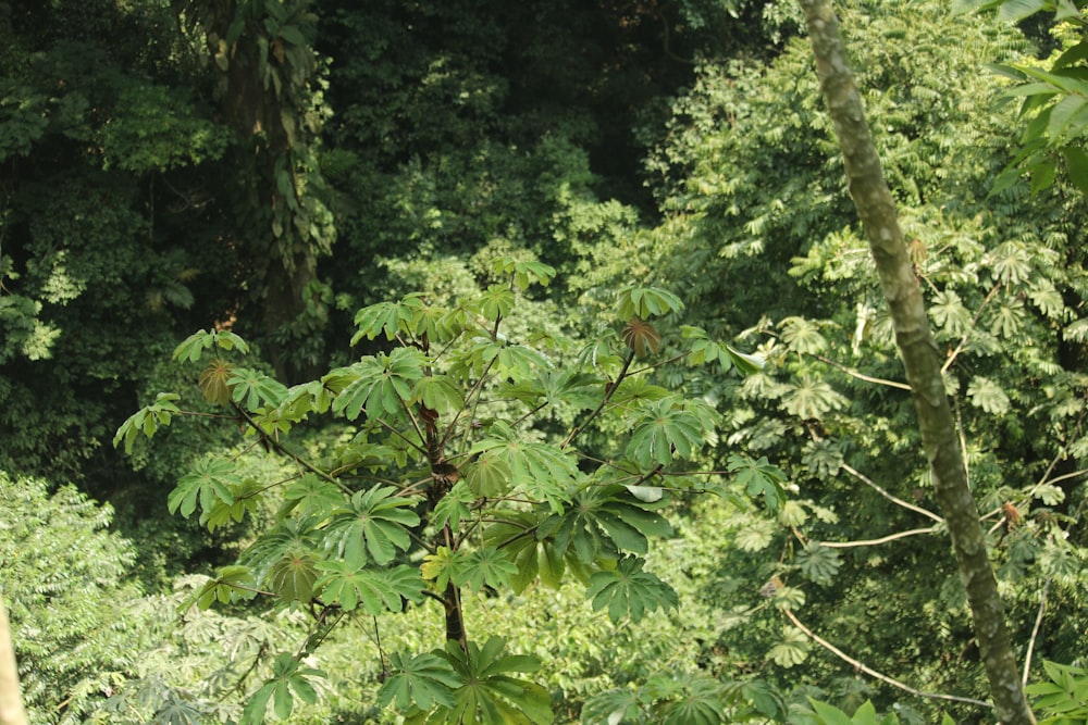 a forest filled with lots of green trees