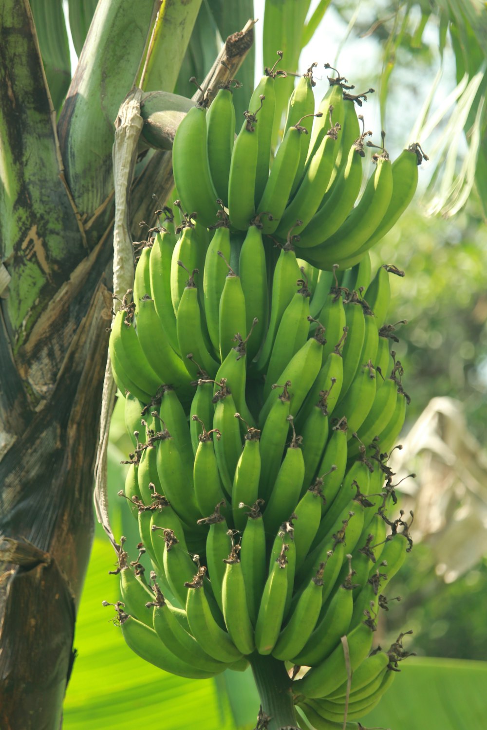 Un mazzo di banane verdi appese a un albero