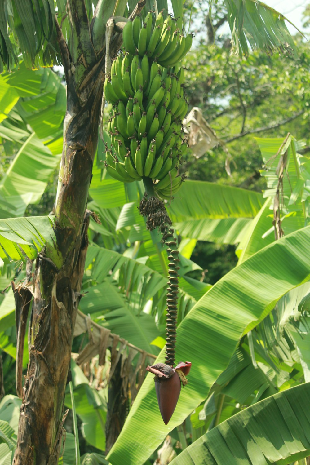 a banana tree with a bunch of unripe bananas hanging from it