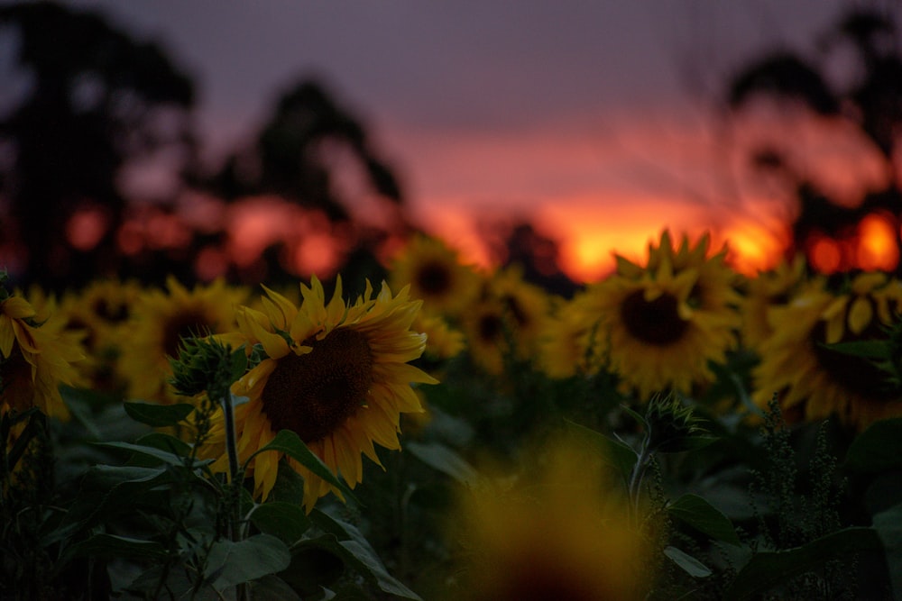 a field of sunflowers with a sunset in the background