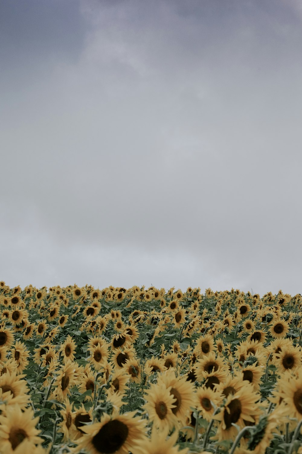 a large field of sunflowers under a cloudy sky